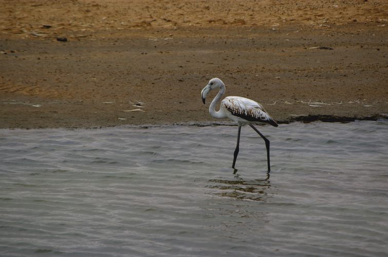 482 Namibia Okt 2006 Walvisbay.JPG